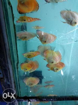 Ekvira fish Aquarium Fish