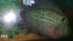 Female green and blue Fish