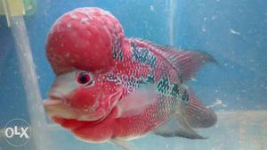 Fertile flowerhorn fish sale