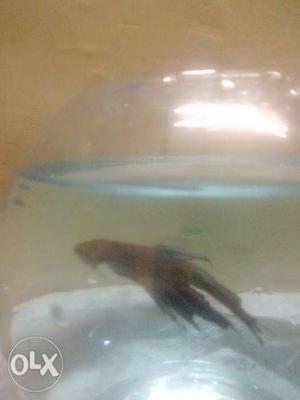 Fighters fish with bowl aslo