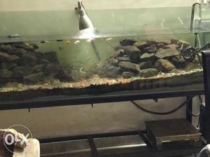 Fish Tank With Black Metal Base