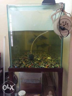 Fish aquarium 3ft size with fishes and iron