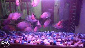 Fish for sale Rsper 8pairs... Neg