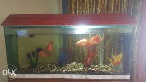 Fish tank for sale  size with all set