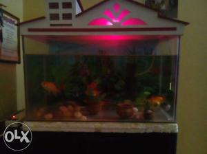 Fish tank with motor 10 fishes