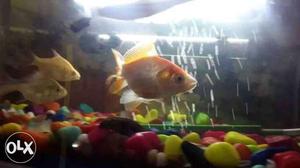 Fishes and only aquarium for sell selling because