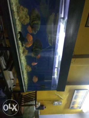 Fishes for sell