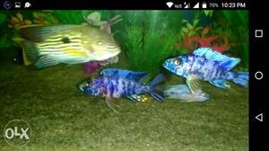 Five colour cichlids pair