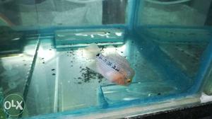 Flowerhorn SRD 2" with visible Head. Only call