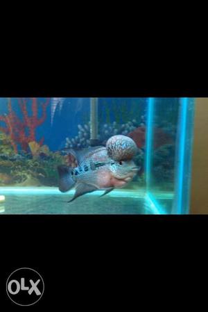 Flowerhorn fish with ball head kok for sale