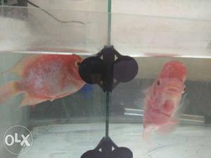 Flowerhorn pair for sale or exchange with Discus