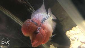 Flowerhorn shot boday male very aggressive sale more thn