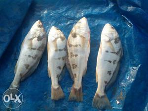 Four Gray Fish