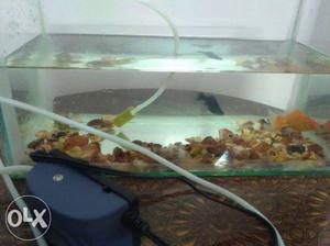 Full set of aquarium with 2 gold fishes,oxygen