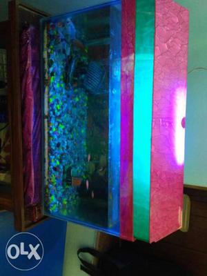 Full set of aquarium with fishes at only Rs