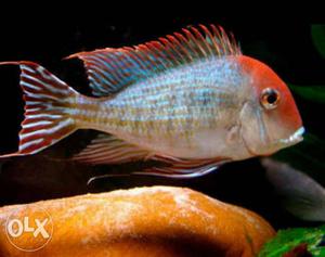 Geophagus red head tapajos available.. 3 inch