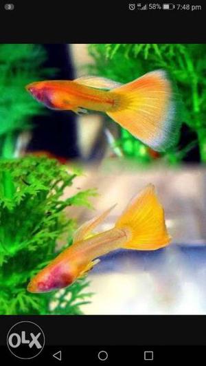 German yellow guppy above 60 pair available
