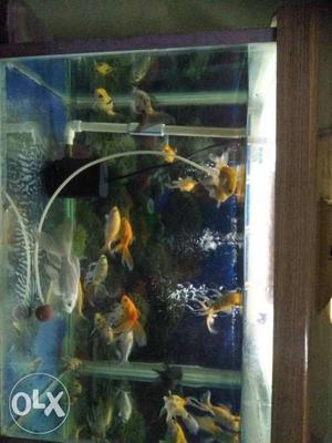 Gold fish & koi fish &red cap total 20fish for