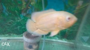 Golden colour oscar fish (3_4 inch long)