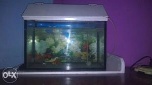 Good condition of fish tank and three fish free.