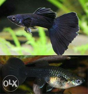 Guppy Black Fish Collage