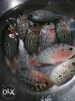HQ kamfa flowerhorn fish babies for sale.