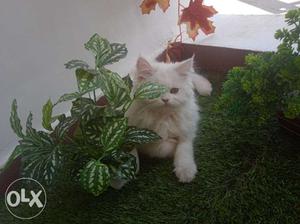 Healthy furry pure Persian female kitten 4 months