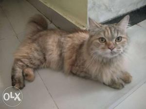 Hi I want to sell my female Persian cat 10 month