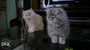 High breed Persian kitten in all colours...