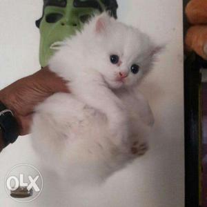 High quality pure Persian kittens available for