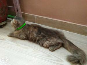 I want to sale my pure Persian cat female