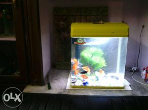 IMPORTED Rectangular Yellow Framed Fish Tank