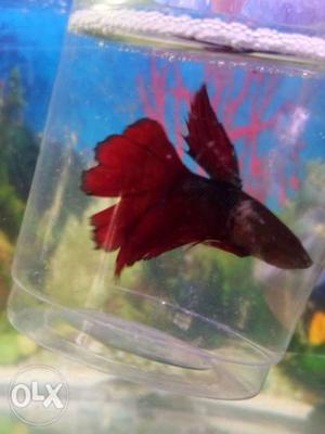 Imported Full Moon Tail Betta rs 150/- per piece