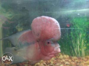 Imported flowerhorn, with huge humpy...