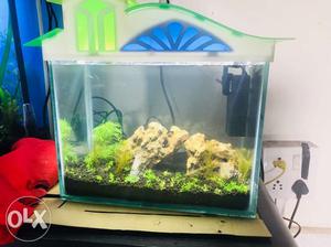 Live plants. Planted fish Tank for Sale.