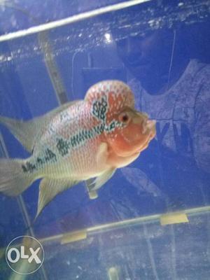 Magma Flowerhorn wid patterns on his head and a