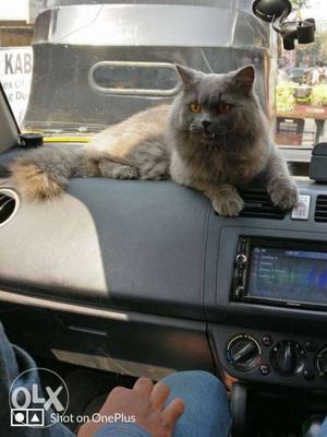 Male persian cat fit and healthy.