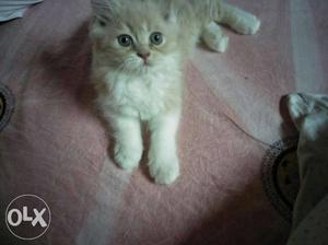 Male. pure breed doll face persian cat.