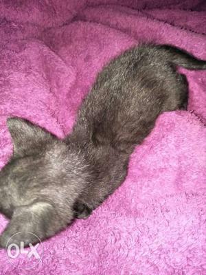 Medium Fur Gray Kitten
