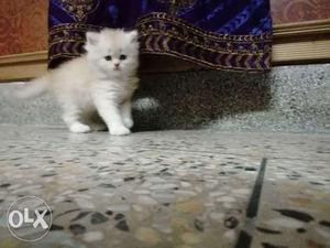 More playfull healthy traind cute baby persian