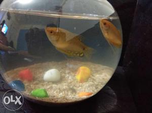 Only 10 rs yellow fish pair