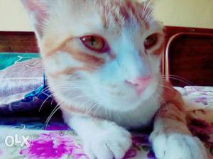 Orange Tabby Cat