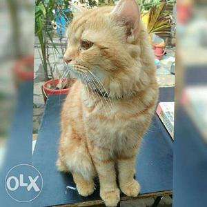 Orange Tabby Male Cat not for Sela only meeting