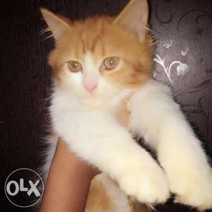 Orange and white color persian cat at just 