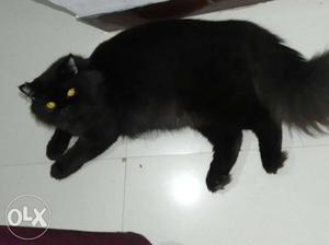 Parcian cat male one year