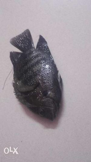Pearl spot fish(karimeen)