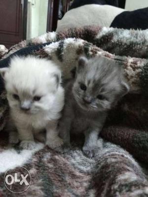 Persian Kittens male 40 days old Slightly negotiable per