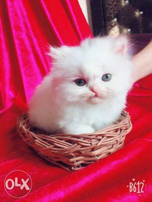 Persian White sami punch Kitten