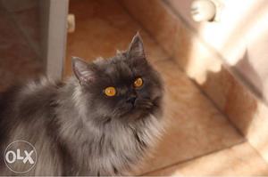 Persian cat 12 months old