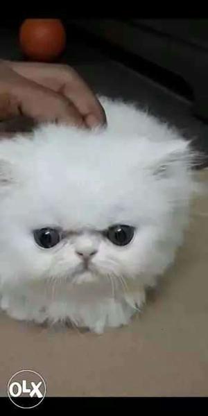 Persian cat available for sell in low